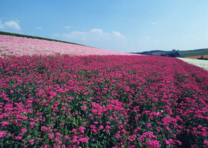 附近花卉基地 附近花卉基地——探寻美丽花卉的源头--第1张