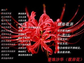 彼岸花的花语是什么 彼岸花的花语——探寻生命之谜--第1张