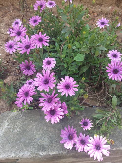 春夏秋冬四季的花有哪些 四季的花--第1张