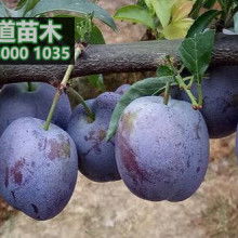 597果树苗木 597果树苗木，选择优质苗木，让您的果园更成功--第1张
