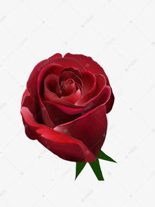 玫瑰花鲜花图片大全大图 玫瑰花鲜花图片大全大图——浪漫之花，美丽之韵--第1张