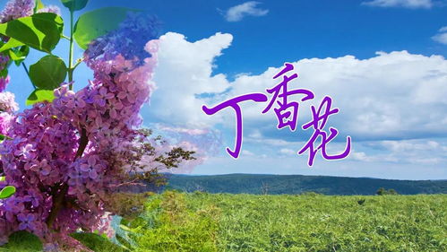丁香花歌词唐磊 ，丁香花歌词唐磊，一首歌，一段情感，一种人生--第1张