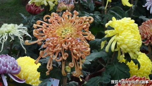 七彩玫瑰的寓意是什么 七彩玫瑰的寓意--第1张