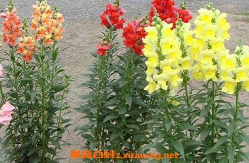 姬金鱼草怎么养 姬金鱼草怎么养--第1张