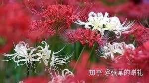 曼陀罗花语是什么 曼陀罗花语是什么--第1张