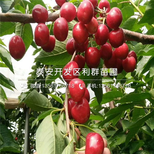 广玉兰树苗多少钱一棵 广玉兰树苗多少钱一棵--第1张