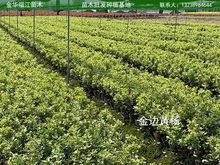 金华市最大的苗木基地 金华市最大的苗木基地，绿色生态的繁荣与未来--第1张