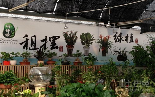 附近花卉市场批发 探索附近花卉市场批发，花卉爱好者不容错过的宝藏--第1张