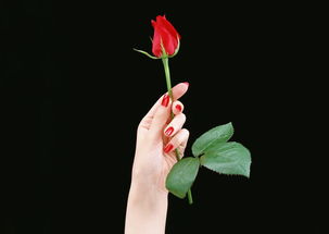 手拿鲜花图片 手拿鲜花图片，浪漫与美丽的完美结合--第1张