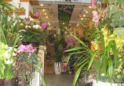 鲜花店图片真实 鲜花店图片真实，品质保证，让你的生活更加美好--第1张