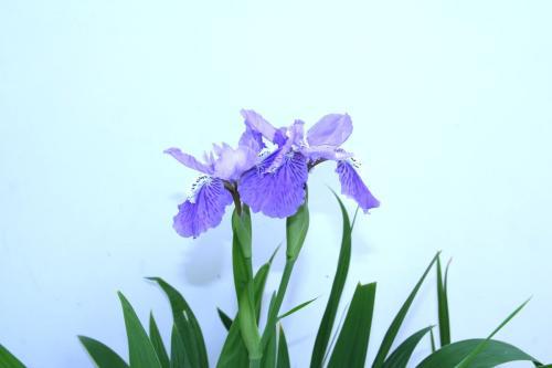 蓝色鸢尾花的花语 蓝色鸢尾花的花语--第1张