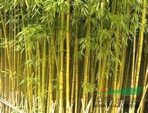 金镶玉竹耐寒吗 金镶玉竹耐寒吗--第1张