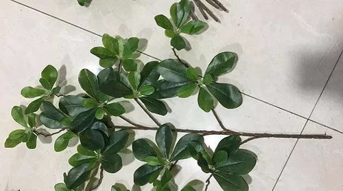 招财树有几种图片 招财树有几种--第1张