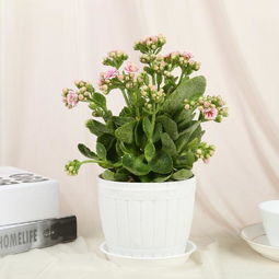 长寿花最好品种及图片 长寿花最好品种及图片--第1张