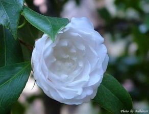 山茶花花语及寓意 山茶花花语及寓意--第1张