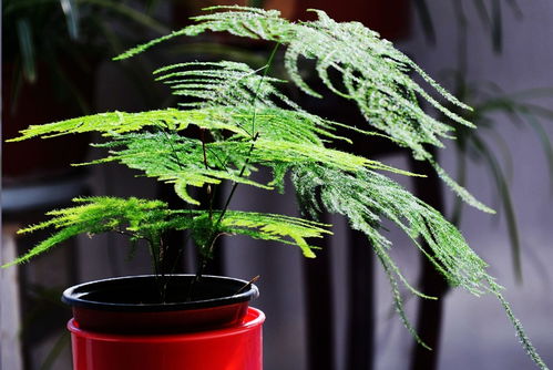 最漂亮的文竹盆景图片 最漂亮的文竹盆景图片欣赏--第1张