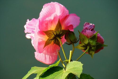芙蓉花的寓意和花语 芙蓉花的寓意与花语--第1张