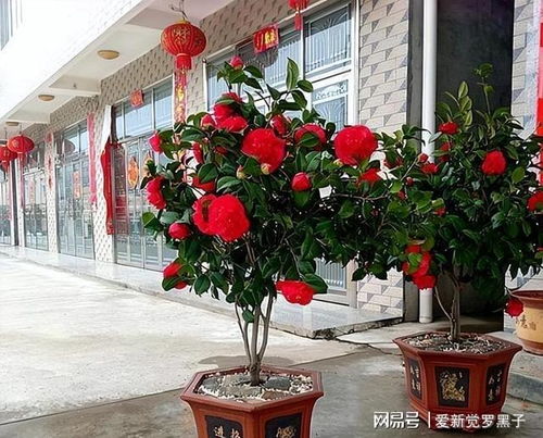 花期长耐热耐寒又好养的花卉 花期长、耐热耐寒又好养的花卉推荐--第1张