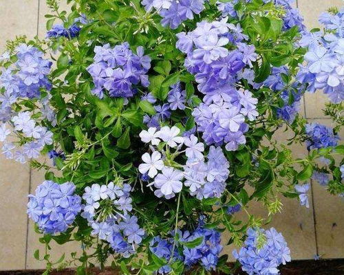 蓝雪花图片 蓝雪花图片——夏日清凉之花--第1张
