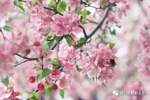 秋天开的花有哪些花朵 秋天开的花有哪些花朵--第1张