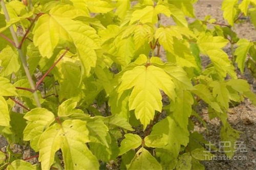 复叶槭价格表 复叶槭价格表--第1张