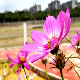 格桑花图片大全欣赏 格桑花图片大全欣赏--第1张