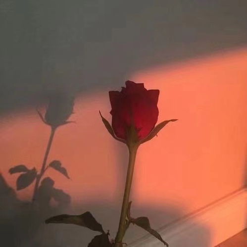 玫瑰花带字图片 玫瑰花带字图片，浪漫与情感的交织--第1张
