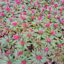 鲜花批发一手货源基地 鲜花批发一手货源基地，探寻优质鲜花的源头--第1张
