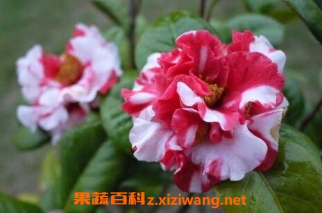 北方养茶花的养殖方法和注意事项 北方养茶花的养殖方法和注意事项--第1张