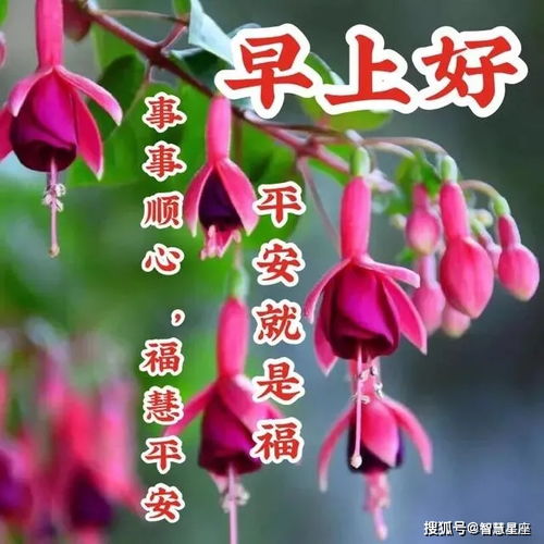 美丽漂亮的动态鲜花 美丽漂亮的动态鲜花--第1张