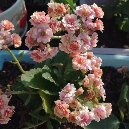 一年开几次花 一年开几次花--第1张