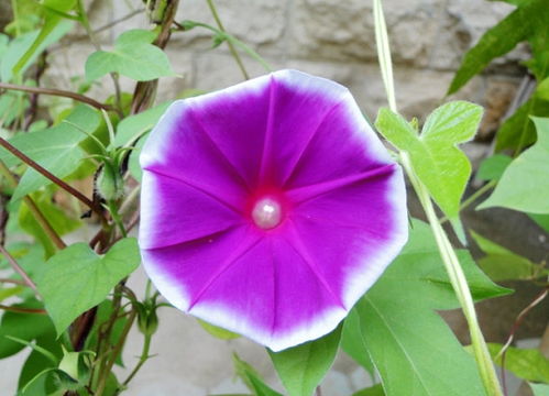 牵牛花的资料简介 牵牛花的资料简介--第1张