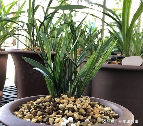 兰花用什么土栽培最好 兰花用什么土栽培最好--第1张