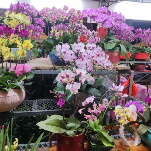 北京花卉大观园 北京花卉大观园，一个花卉爱好者的乐园--第1张