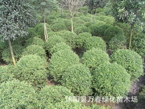 出售绿化树苗上哪个网 出售绿化树苗上哪个网--第1张