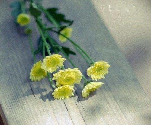 适合送给父亲的花以及花语 适合送给父亲的花以及花语--第1张