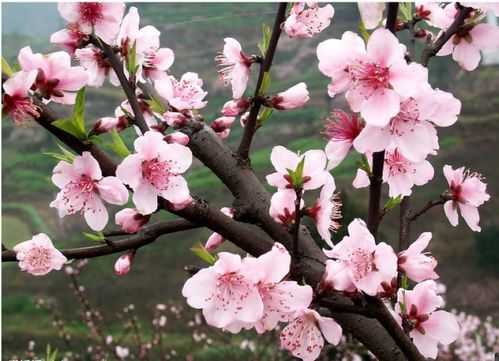 春天开的花大全大图 春天开的花大全大图--第1张