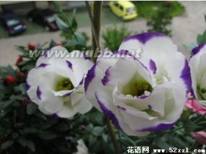 洋桔梗花语和寓意 洋桔梗的花语和寓意--第1张