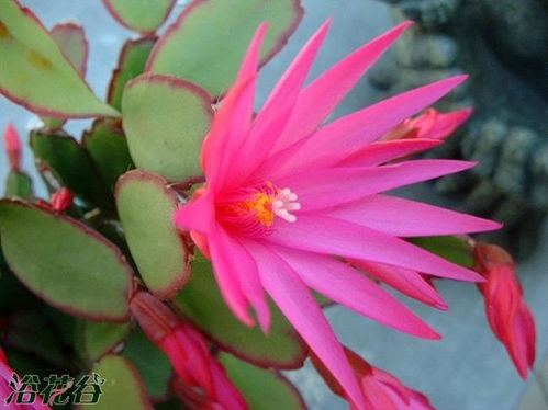 假昙花和蟹爪兰有什么区别 假昙花和蟹爪兰的区别--第1张