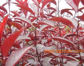 紫叶矮樱开花图片 紫叶矮樱开花图片--第1张