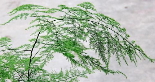 文竹怎么养又绿又嫩? 文竹怎么养又绿又嫩--第1张