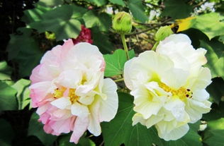 芙蓉花花语寓意 芙蓉花花语寓意--第1张