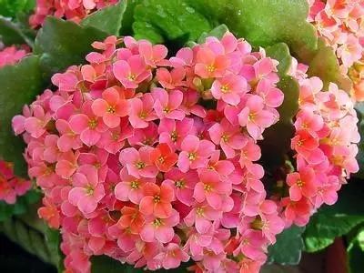 春夏秋冬分别开什么花 ，四季花开，春夏秋冬的美丽篇章--第1张