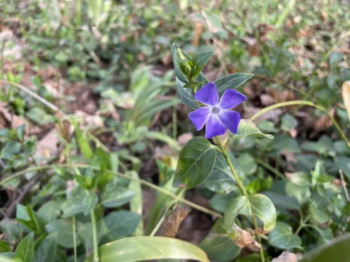 花叶蔓长春有毒吗 花叶蔓长春有毒吗？--第1张