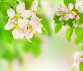 鲜花背景图片大全 鲜花背景图片大全--第1张