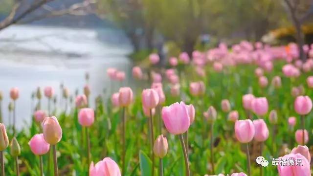 花语大全 各种花的花语爱情 花语大全--第1张