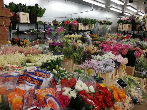 河北鲜花批发市场 河北鲜花批发市场--第1张