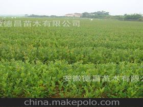 常州苗木市场苗木价格表 常州苗木市场苗木价格表--第1张