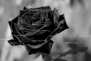 黑玫瑰花语是什么 黑玫瑰花语是什么--第1张