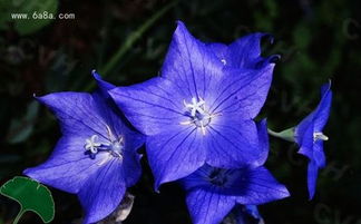 桔梗花的花语是什么? 桔梗花的花语--第1张